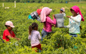 CAMPO MEXICANO