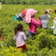 CAMPO MEXICANO