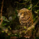 jaguar en peligro de extinción