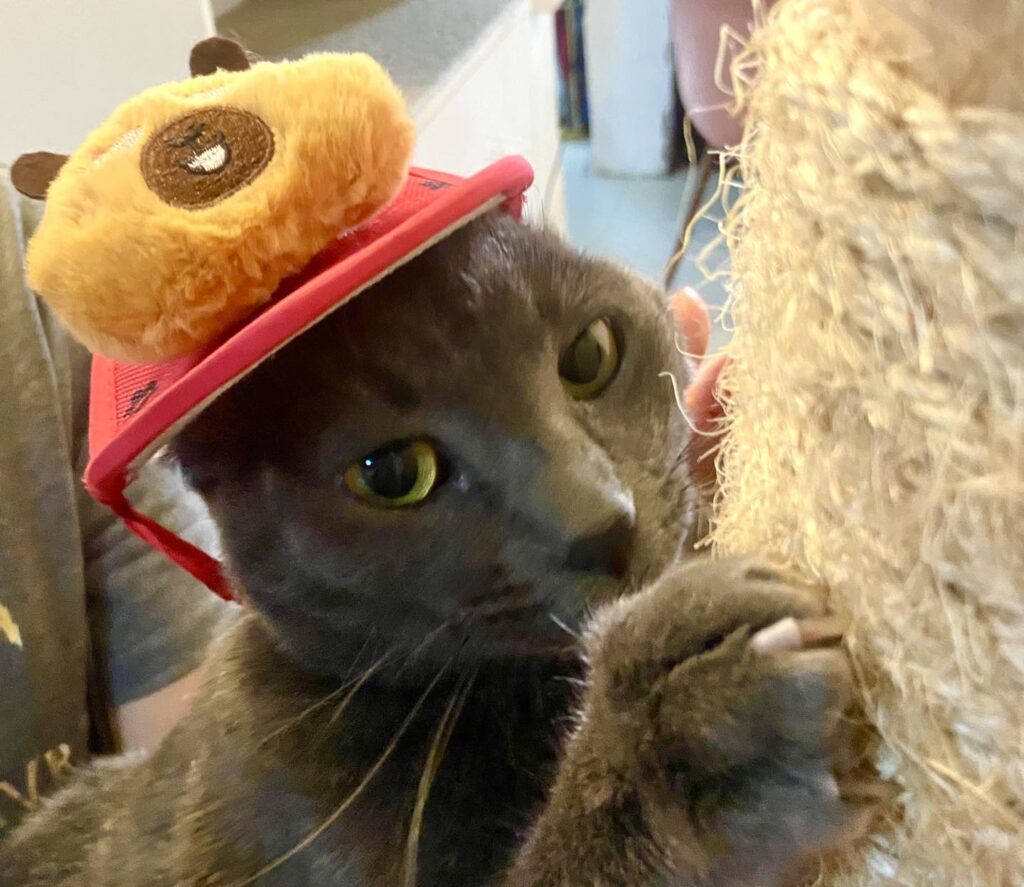 Capibara