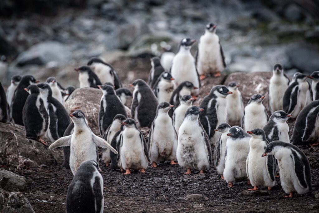 Pinguino