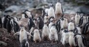 Pinguino