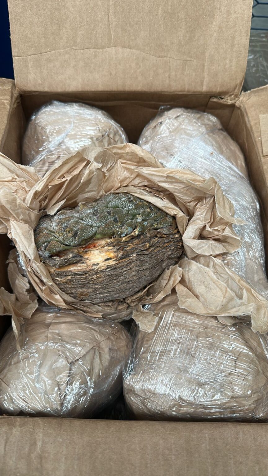 BIZNAGAS PEYOTILLO