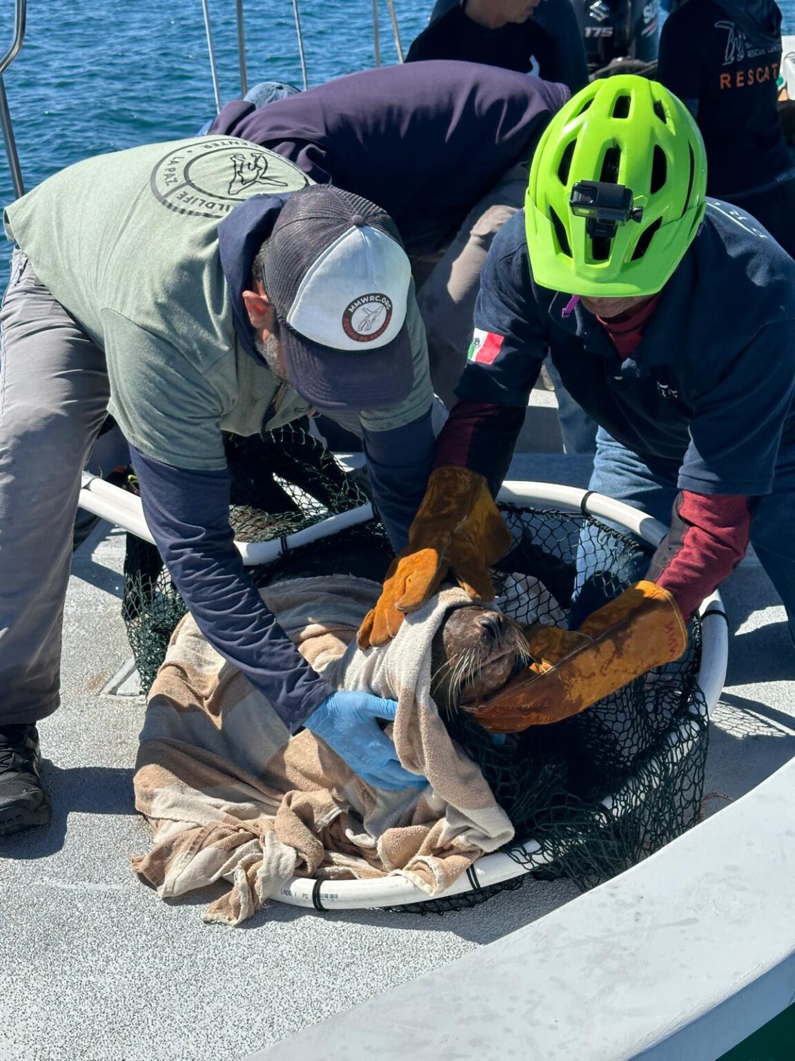 DOS LOBOS MARINOS