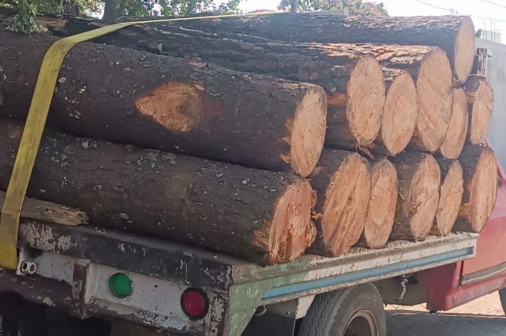 TALA ILEGAL EN BOSQUE DE AGUA