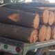 TALA ILEGAL EN BOSQUE DE AGUA
