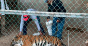 tigre de bengala