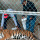 tigre de bengala