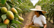 MANGO EN MÉXICO