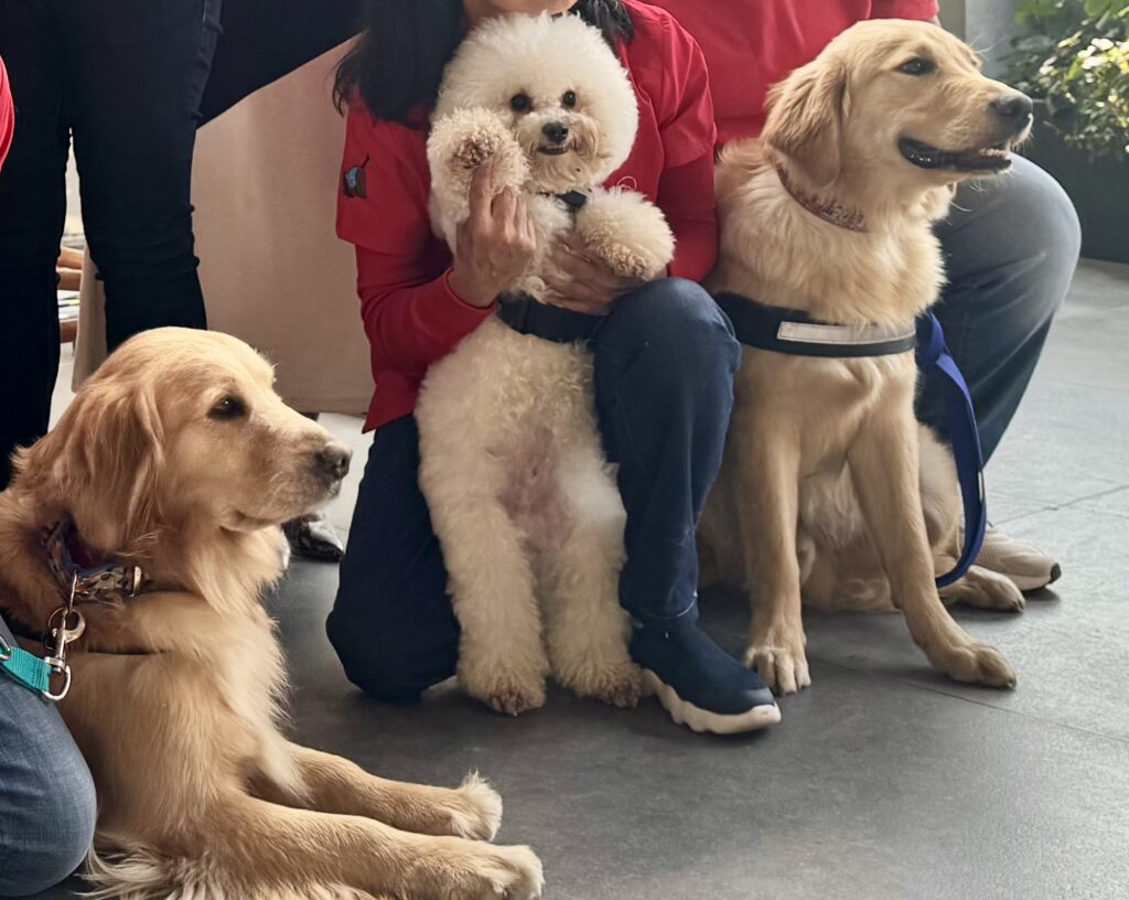 terapias asistidas por perros