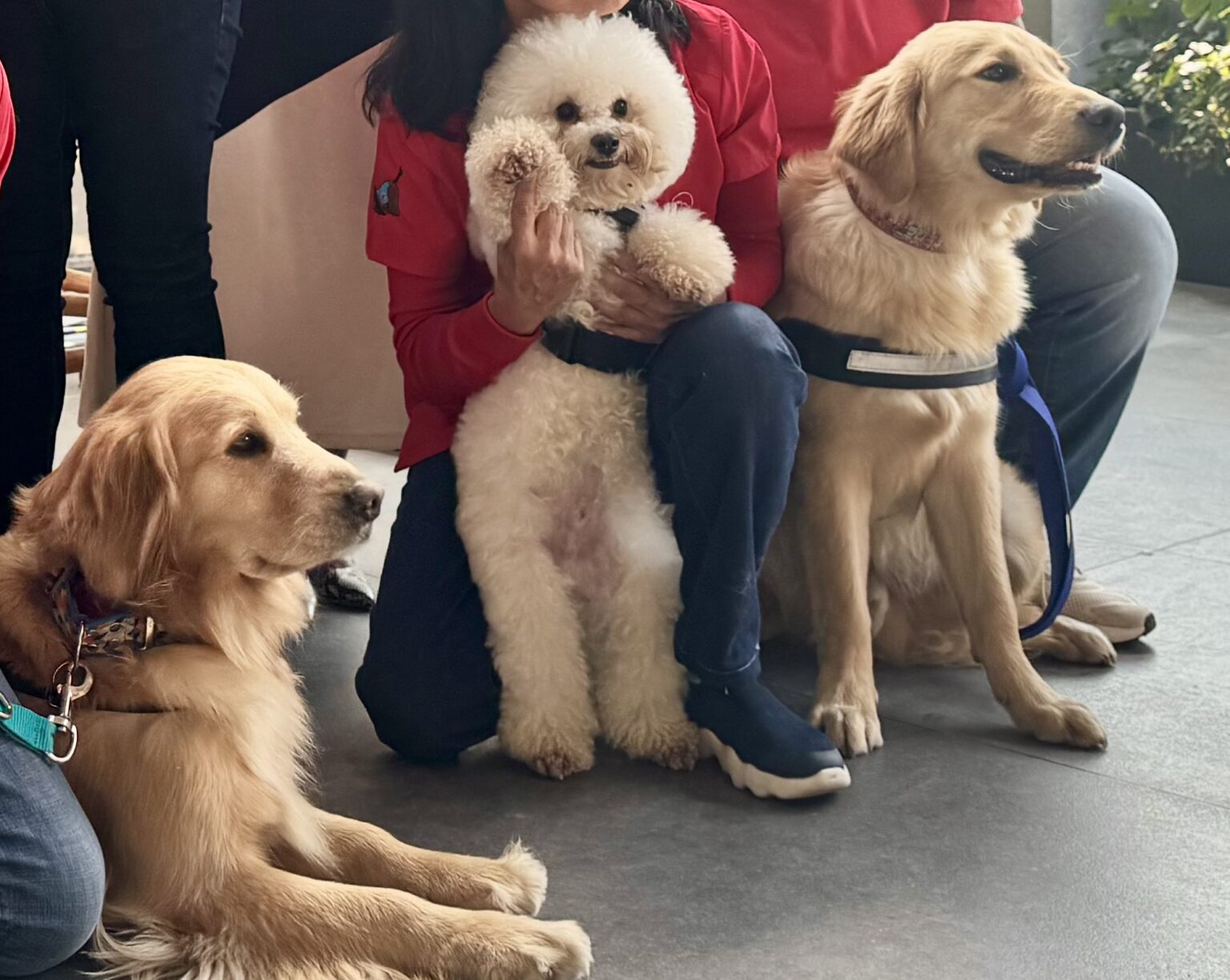 terapias asistidas por perros