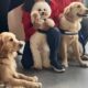 terapias asistidas por perros