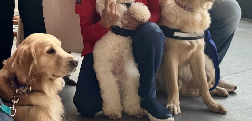 terapias asistidas por perros