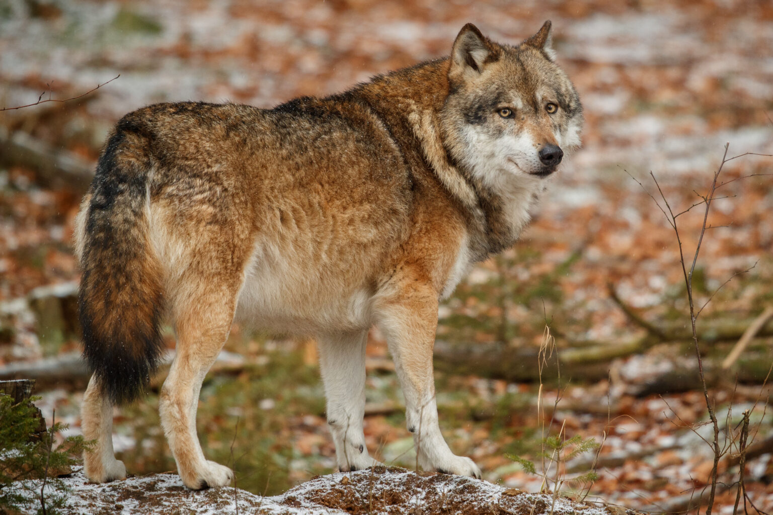 Lobo