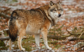 Lobo