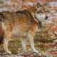 Lobo