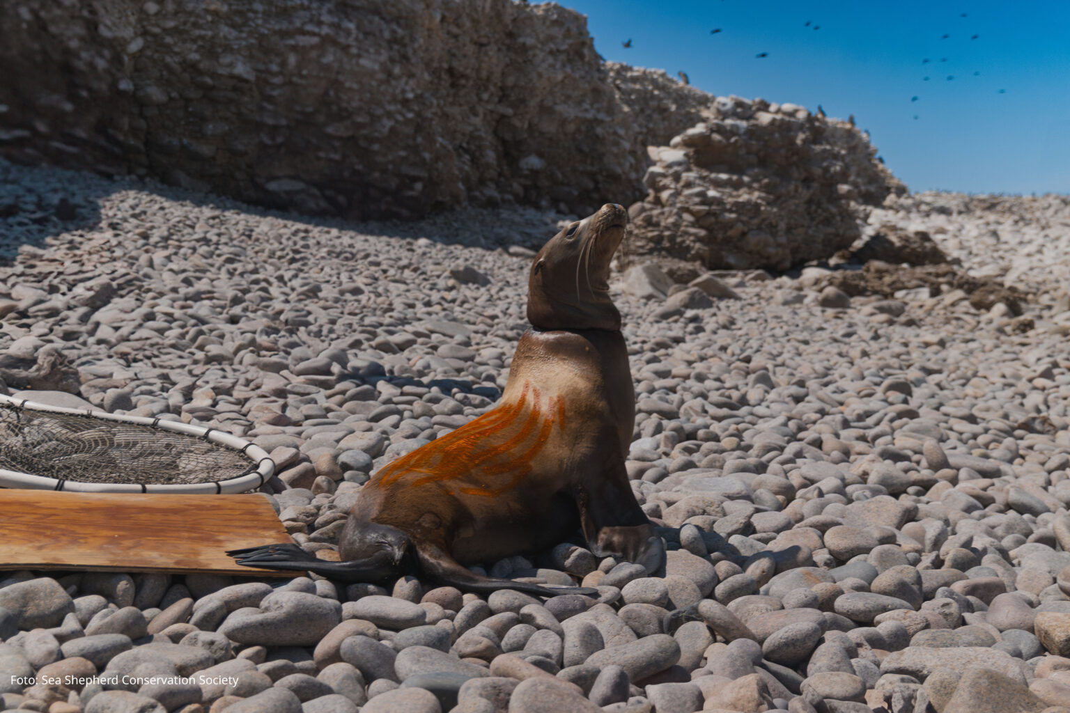 LOBOS MARINOS