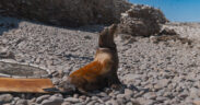 LOBOS MARINOS