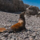 LOBOS MARINOS