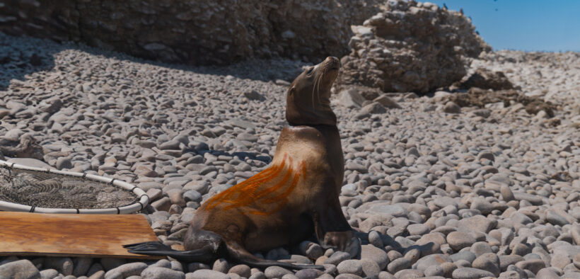 LOBOS MARINOS