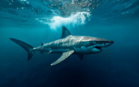TIBURONES CONTAMINADOS