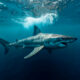 TIBURONES CONTAMINADOS