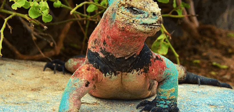 IGUANAS DE GALÁPAGOS
