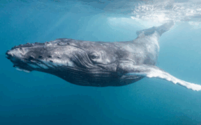 BALLENAS BARBADAS
