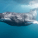 BALLENAS BARBADAS