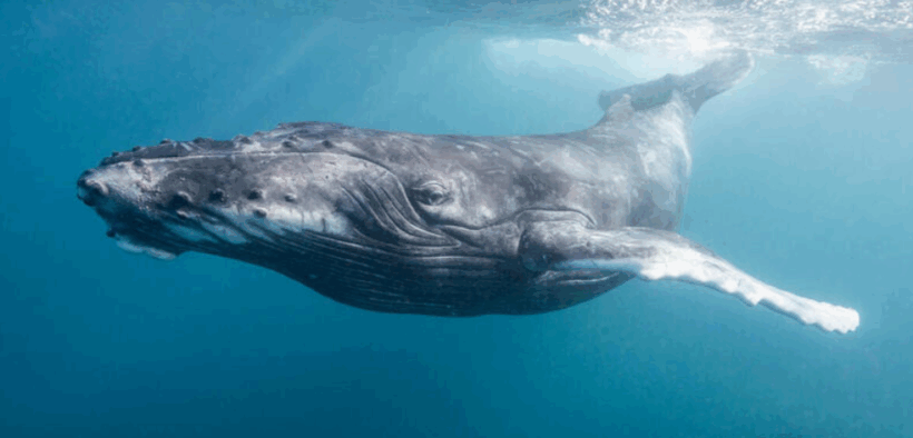 BALLENAS BARBADAS