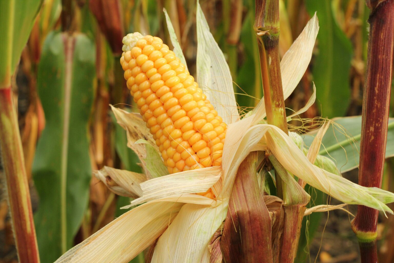 industria de alimentos