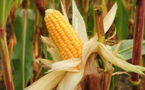 industria de alimentos