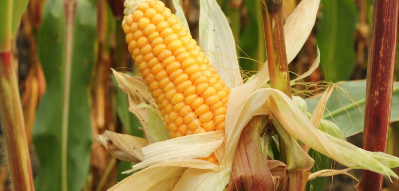 industria de alimentos