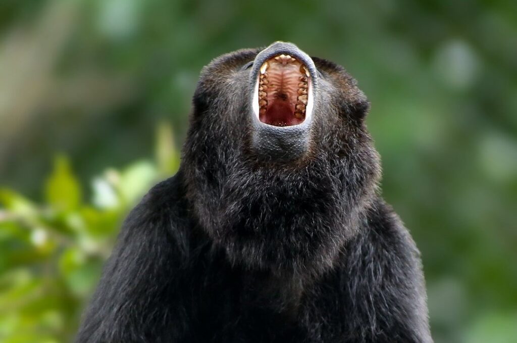 primates en México MONO SARAGUATO