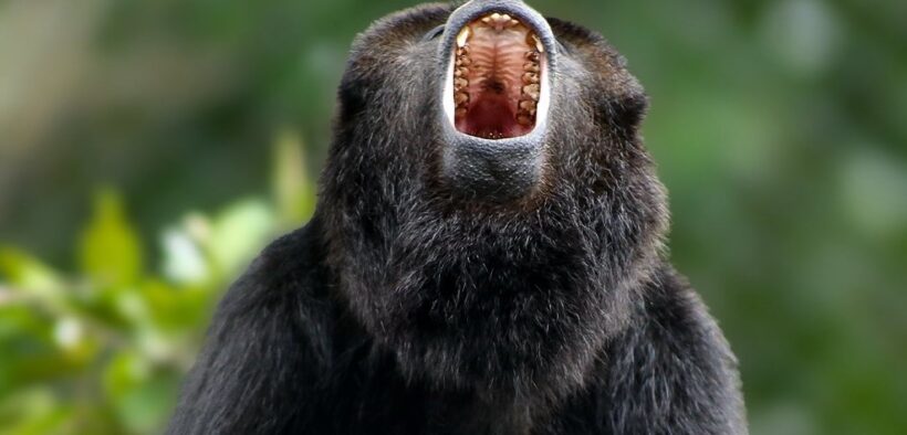 primates en México MONO SARAGUATO