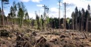 reglamento sobre deforestación europeo