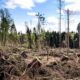 reglamento sobre deforestación europeo