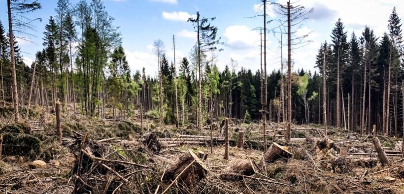 reglamento sobre deforestación europeo