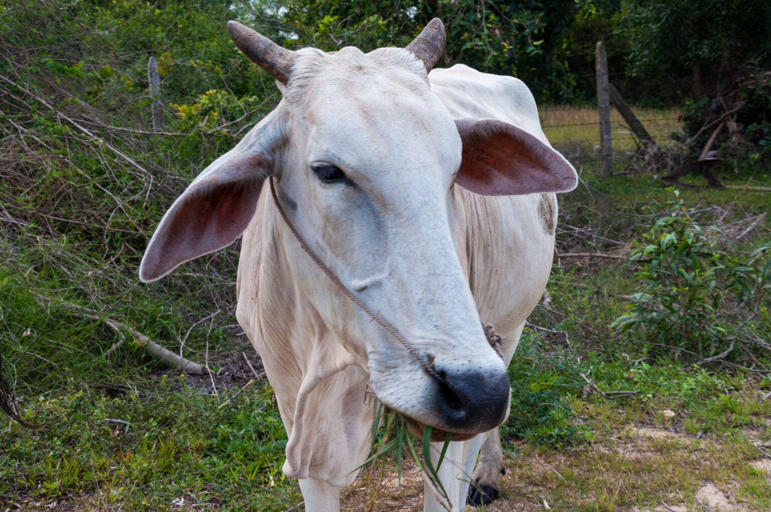 Gusano barrenador