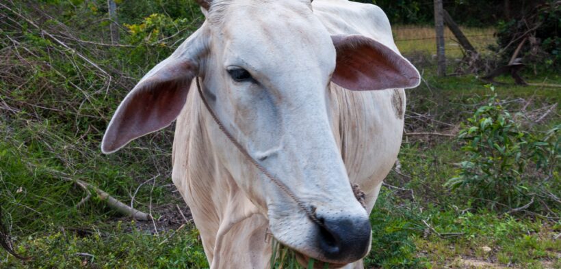 Gusano barrenador