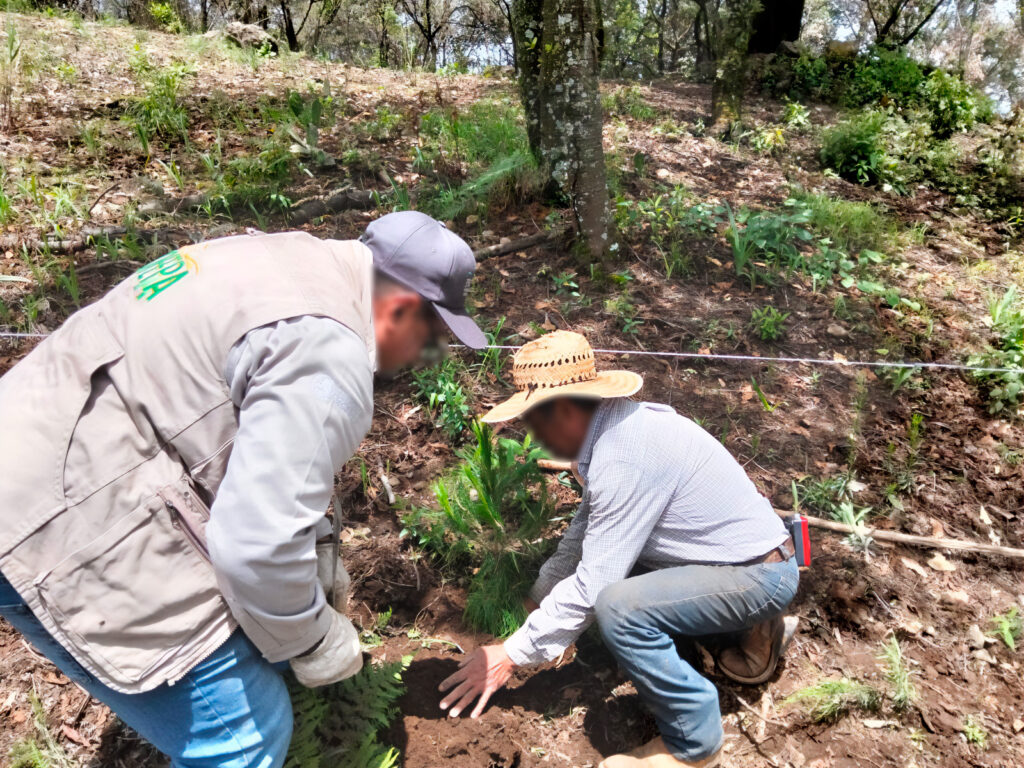Bosque de Agua de Tlanepantla