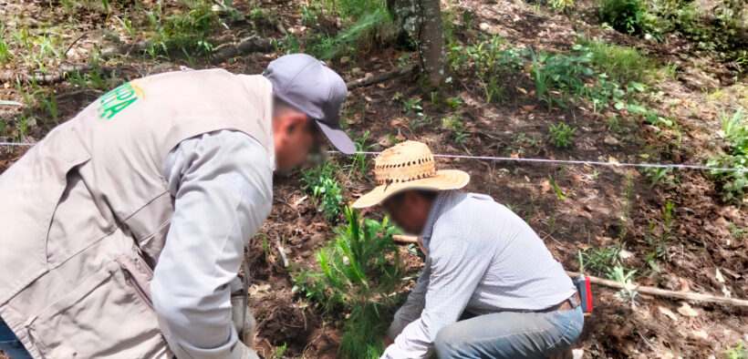 Bosque de Agua de Tlanepantla