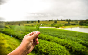 AGROECOLOGÍA
