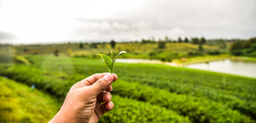 AGROECOLOGÍA