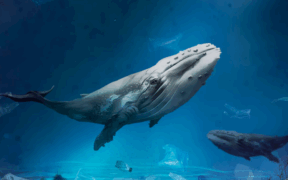 BALLENAS ÁRTICO