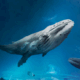 BALLENAS ÁRTICO