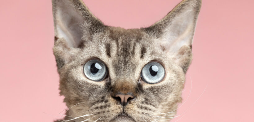 GATOS