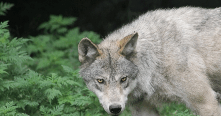 LOBO MEXICANO