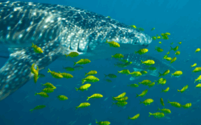 peces sobrevivencia