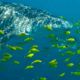 peces sobrevivencia